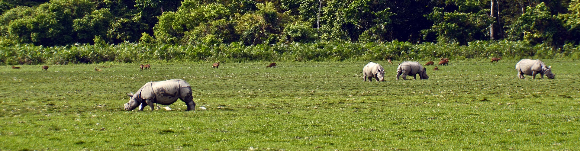 Kaziranga National Park