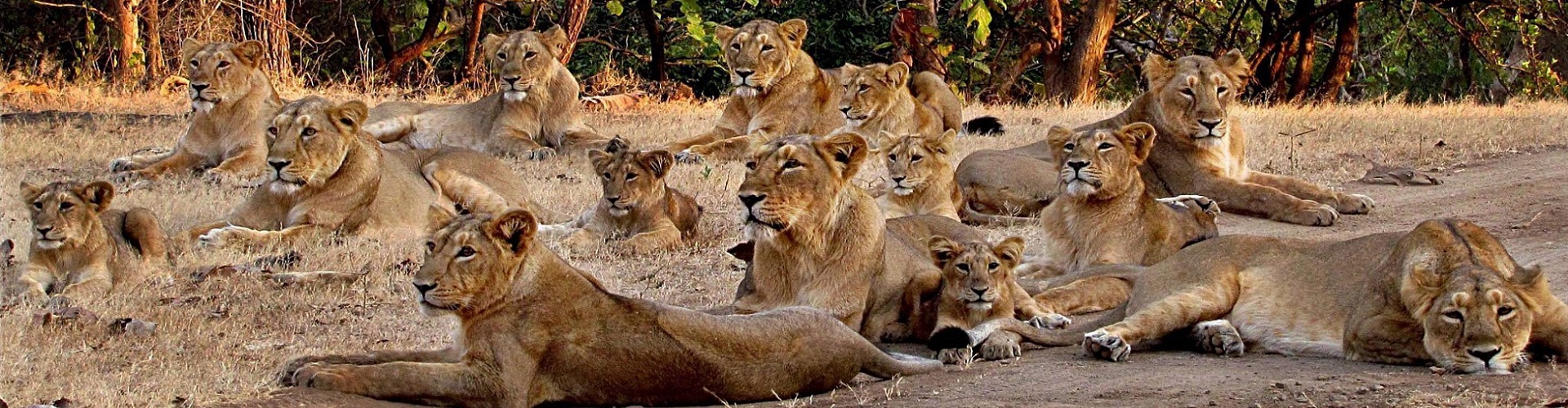 Gir National Park
