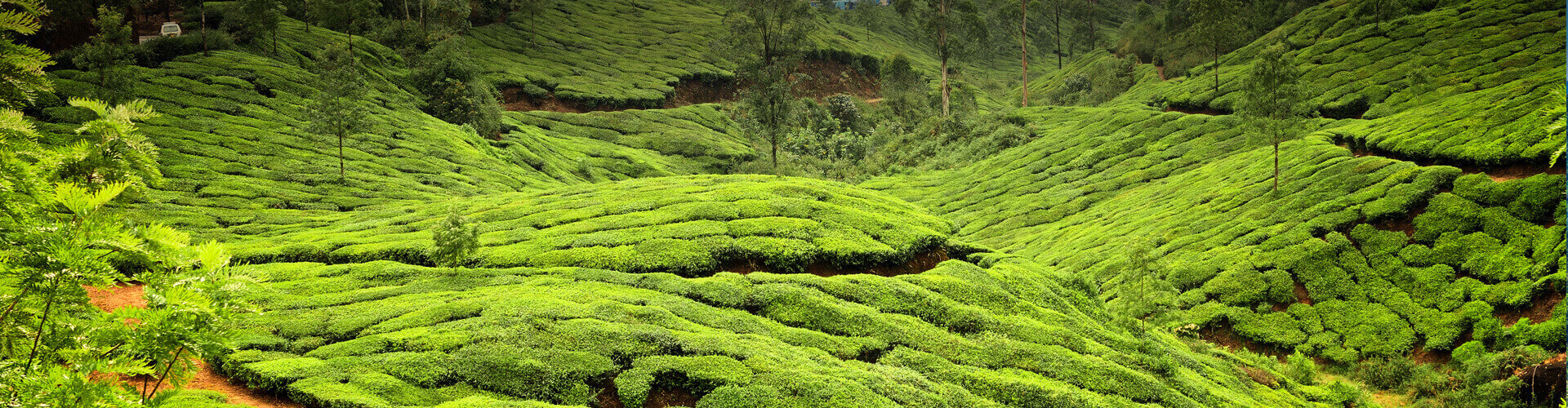 Munnar